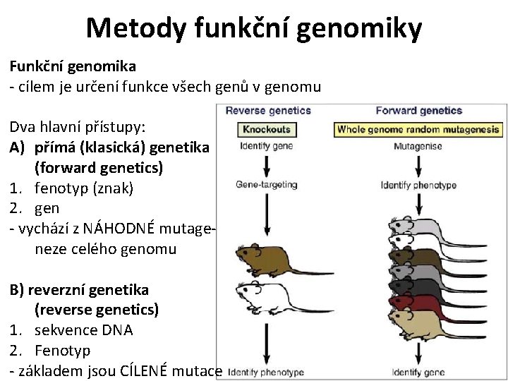 Metody funkční genomiky Funkční genomika - cílem je určení funkce všech genů v genomu