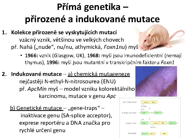 Přímá genetika – přirozené a indukované mutace 1. Kolekce přirozeně se vyskytujících mutací vzácný