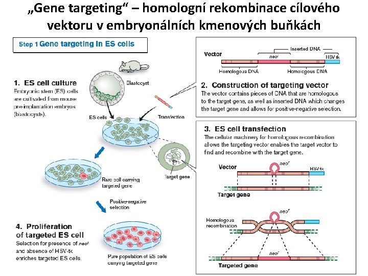„Gene targeting“ – homologní rekombinace cílového vektoru v embryonálních kmenových buňkách 