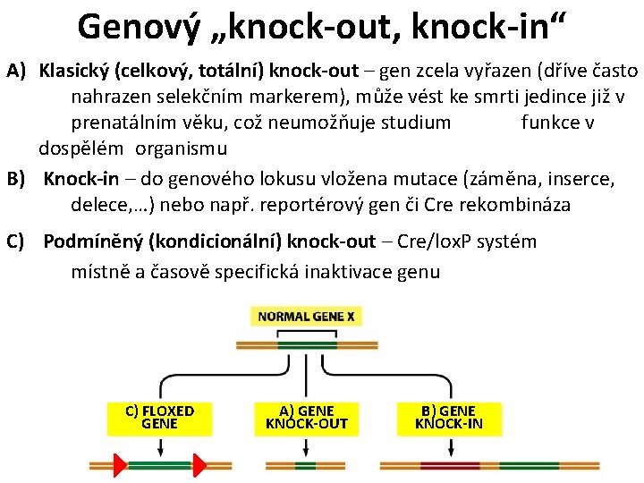 Genový „knock-out, knock-in“ A) Klasický (celkový, totální) knock-out – gen zcela vyřazen (dříve často