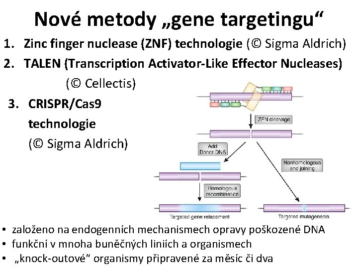 Nové metody „gene targetingu“ 1. Zinc finger nuclease (ZNF) technologie (© Sigma Aldrich) 2.