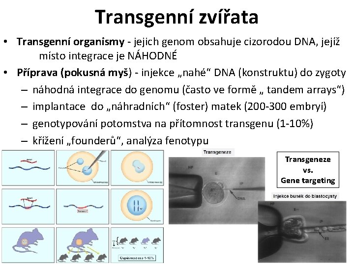 Transgenní zvířata • Transgenní organismy - jejich genom obsahuje cizorodou DNA, jejíž místo integrace