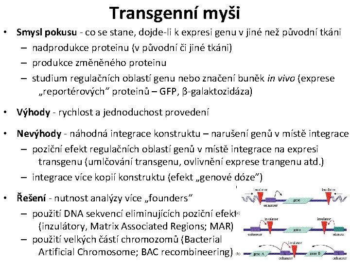 Transgenní myši • Smysl pokusu - co se stane, dojde-li k expresi genu v