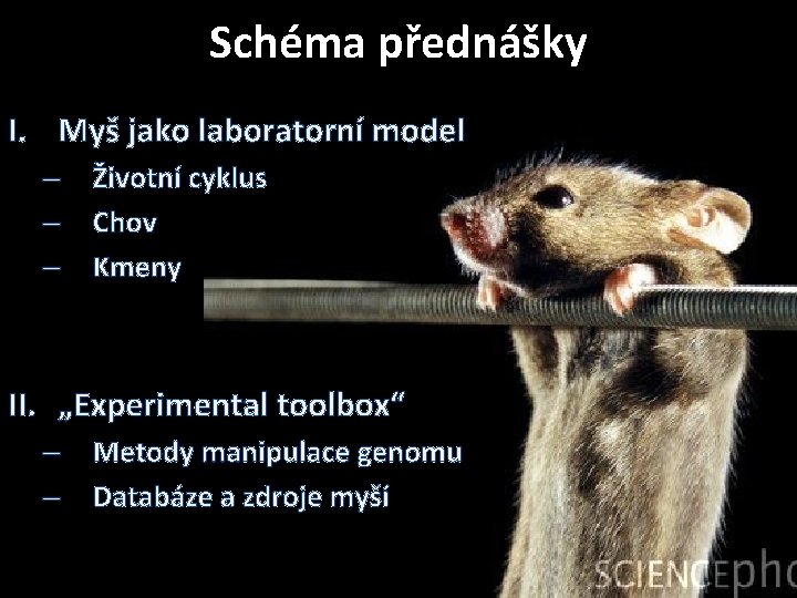 Schéma přednášky I. Myš jako laboratorní model – Životní cyklus – Chov – Kmeny