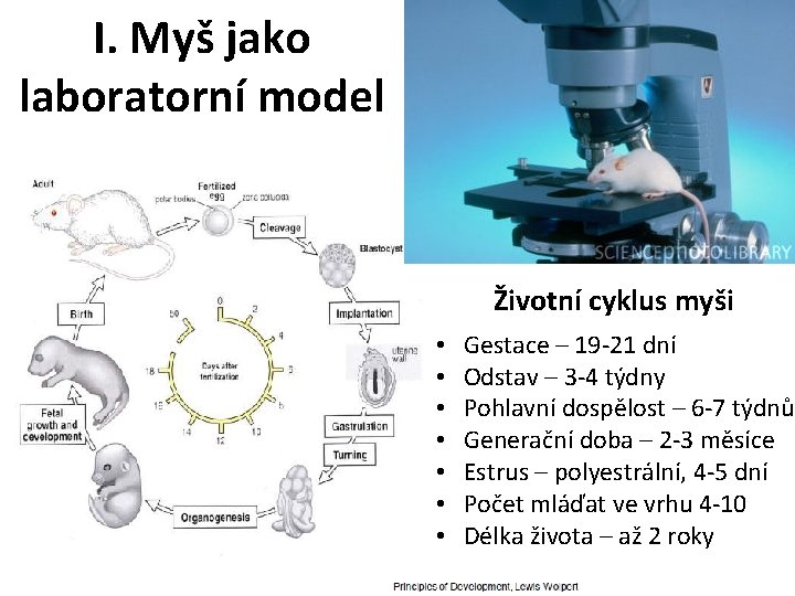 I. Myš jako laboratorní model Životní cyklus myši • Gestace – 19 -21 dní