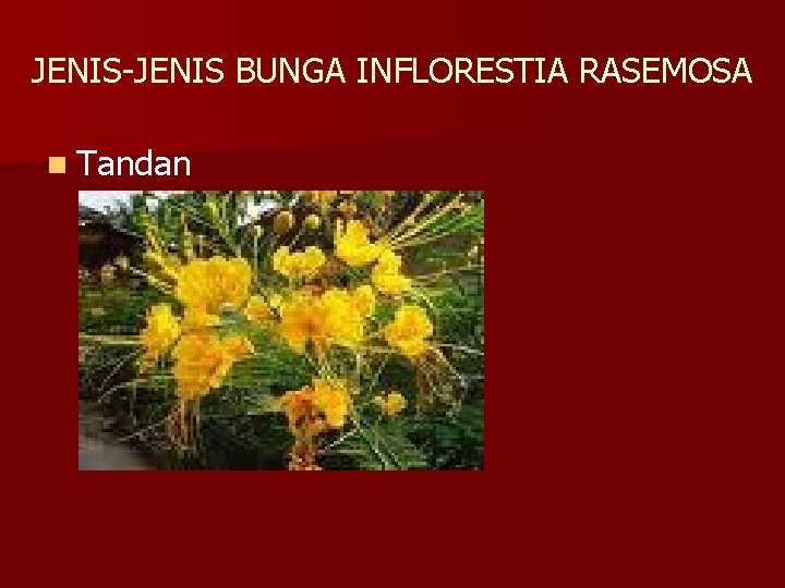 JENIS-JENIS BUNGA INFLORESTIA RASEMOSA n Tandan 