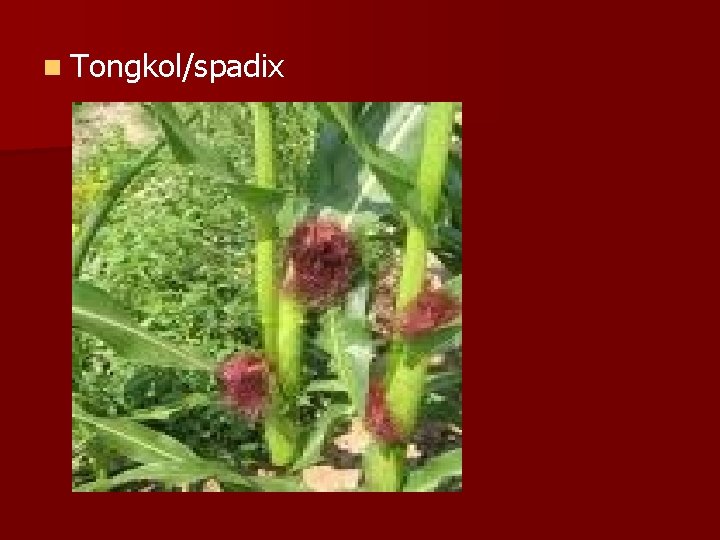 n Tongkol/spadix 