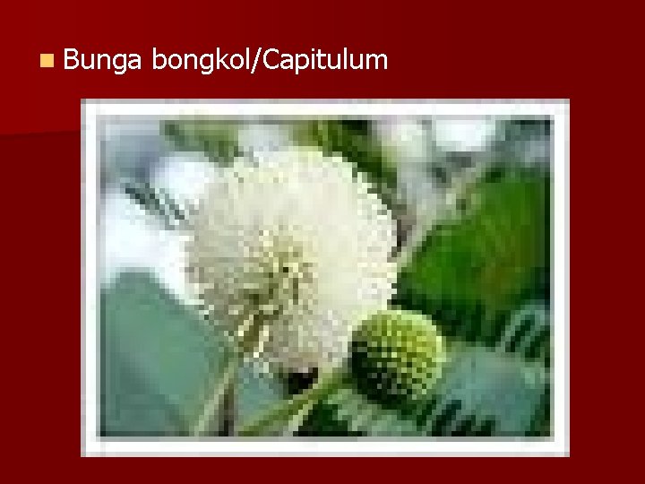 n Bunga bongkol/Capitulum 