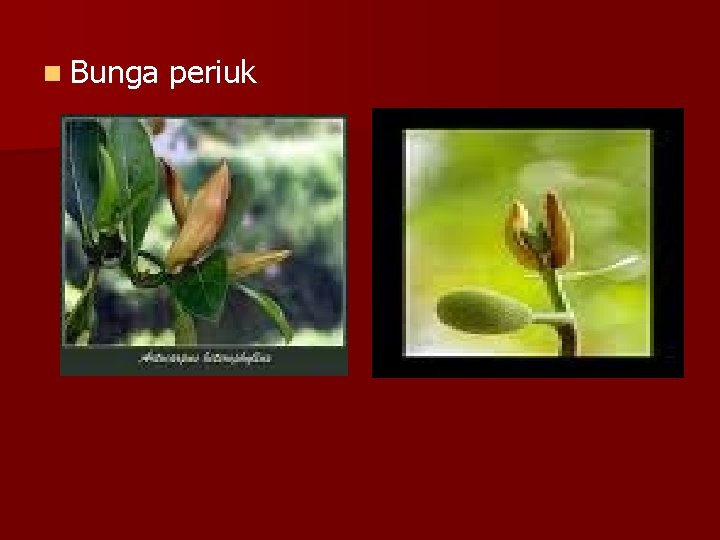 n Bunga periuk 