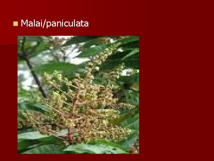 n Malai/paniculata 