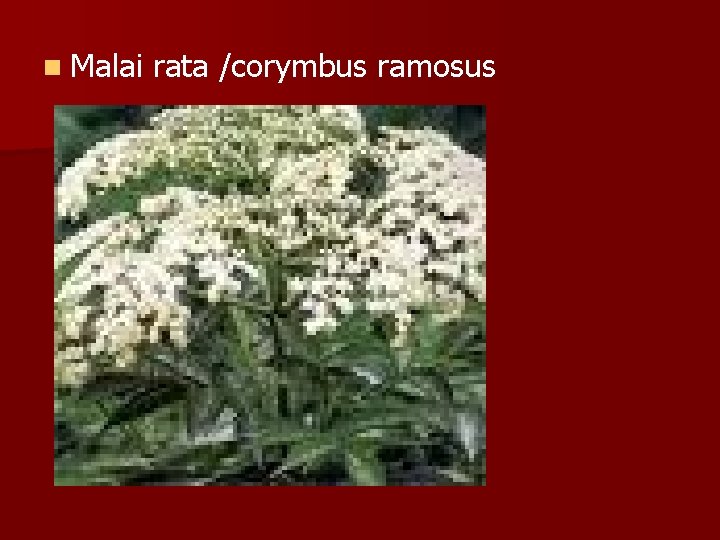 n Malai rata /corymbus ramosus 