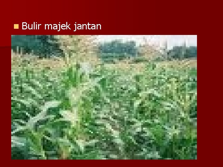 n Bulir majek jantan 