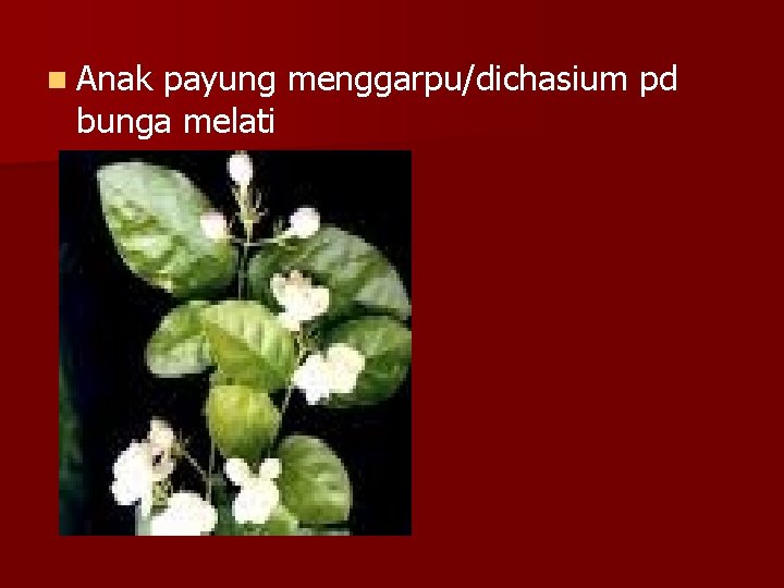 n Anak payung menggarpu/dichasium pd bunga melati 