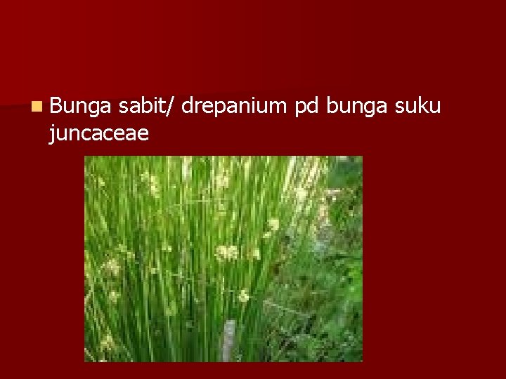 n Bunga sabit/ drepanium pd bunga suku juncaceae 