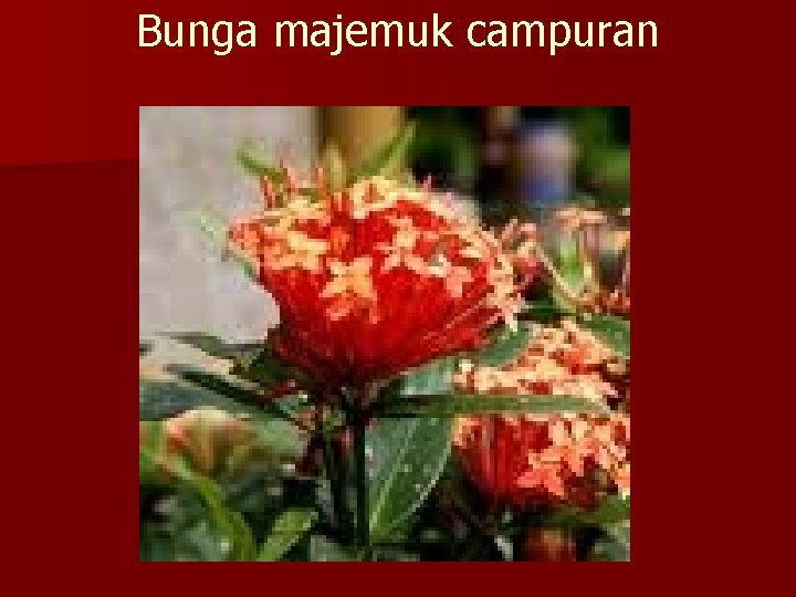 Bunga majemuk campuran 