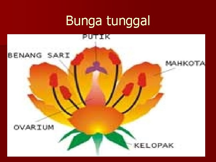 Bunga tunggal 