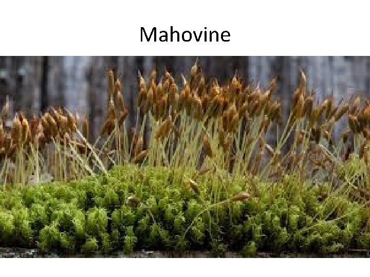 Mahovine 