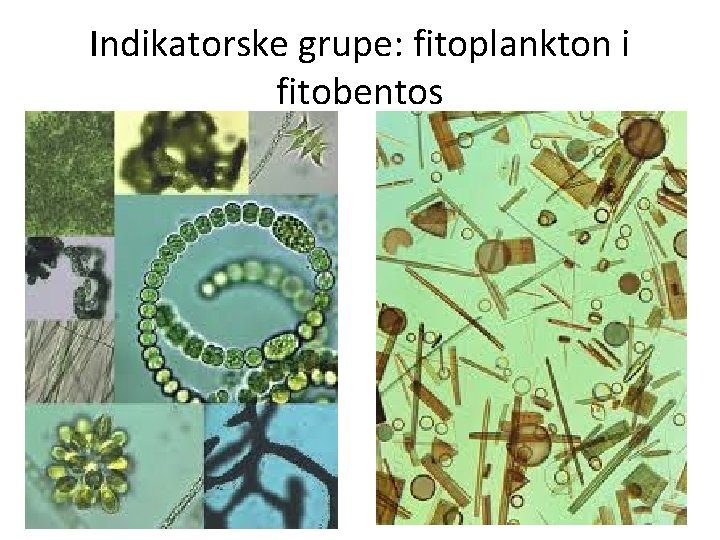 Indikatorske grupe: fitoplankton i fitobentos 