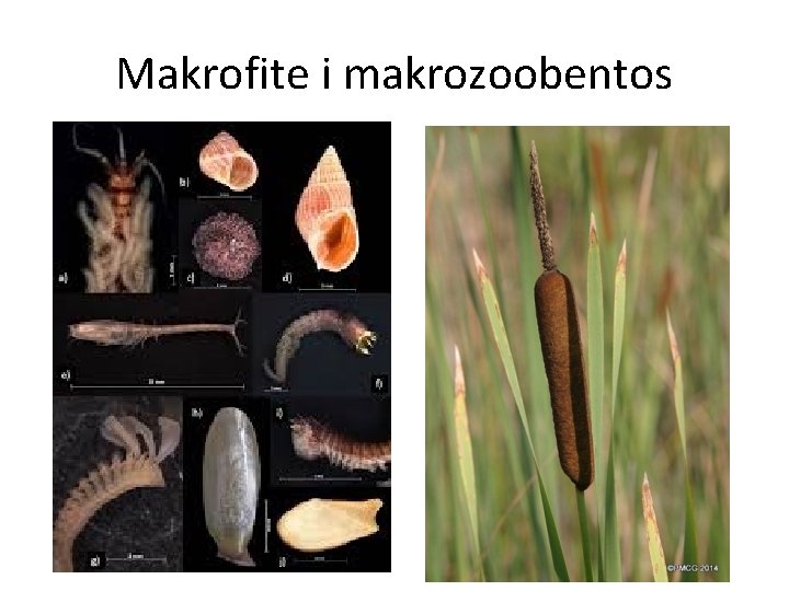 Makrofite i makrozoobentos 