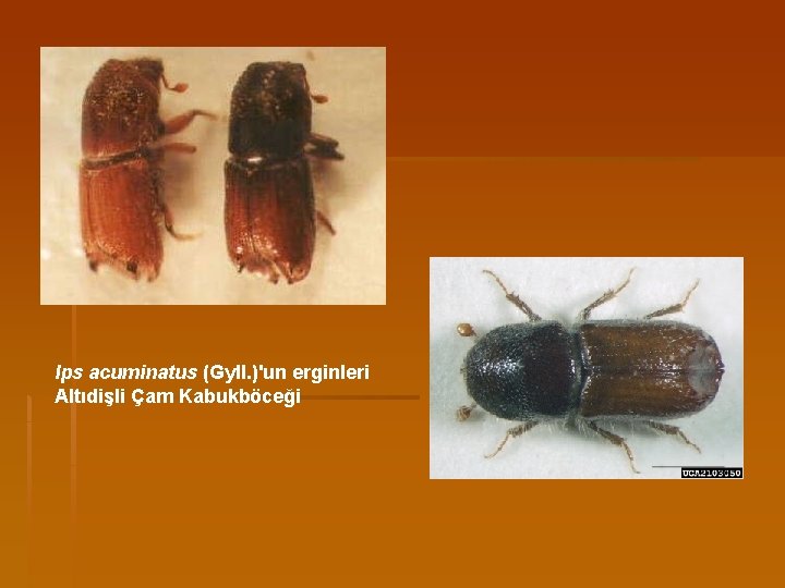 Ips acuminatus (Gyll. )'un erginleri Altıdişli Çam Kabukböceği 