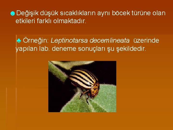 ☻Değişik düşük sıcaklıkların aynı böcek türüne olan etkileri farklı olmaktadır. ♣ Örneğin: Leptinotarsa decemlineata