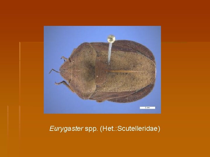 Eurygaster spp. (Het. : Scutelleridae) 