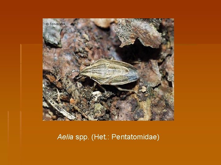 Aelia spp. (Het. : Pentatomidae) 