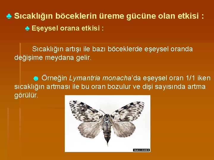 ♣ Sıcaklığın böceklerin üreme gücüne olan etkisi : ♣ Eşeysel orana etkisi : Sıcaklığın