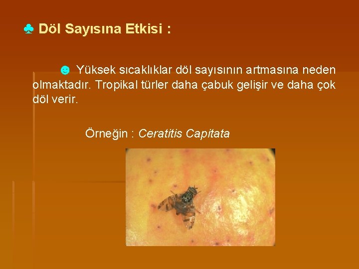 ♣ Döl Sayısına Etkisi : ☻ Yüksek sıcaklıklar döl sayısının artmasına neden olmaktadır. Tropikal