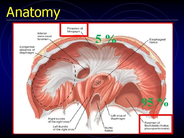 Anatomy 5% 95 % 