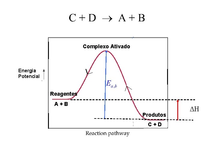 13 Complexo Ativado Energia Potencial Reagentes A+B Produtos C+D DH 