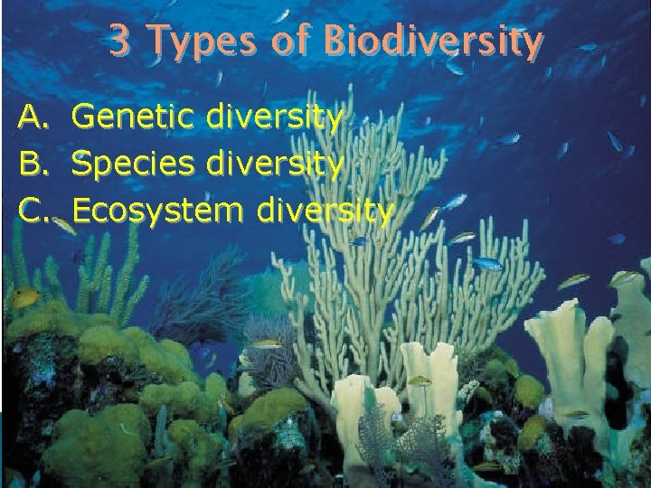 3 Types of Biodiversity A. Genetic diversity B. Species diversity C. Ecosystem diversity 