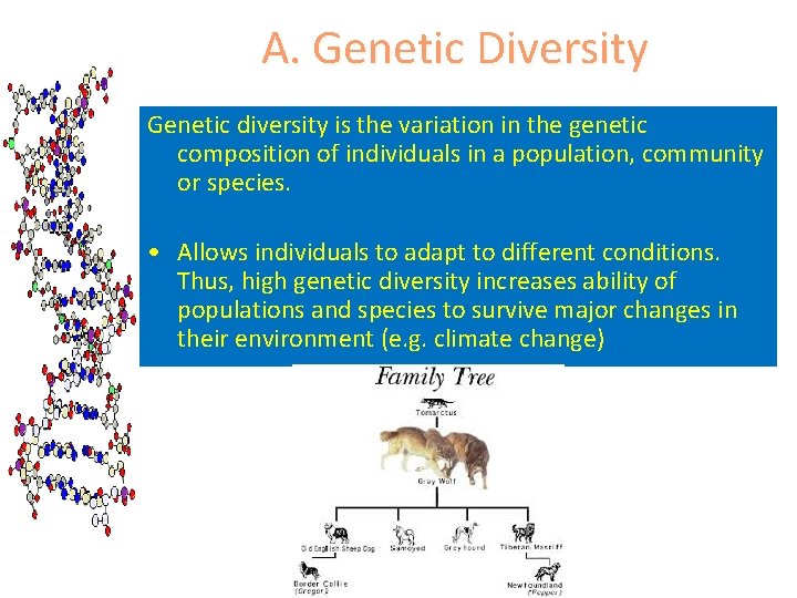 A. Genetic Diversity Genetic diversity is the variation in the genetic composition of individuals