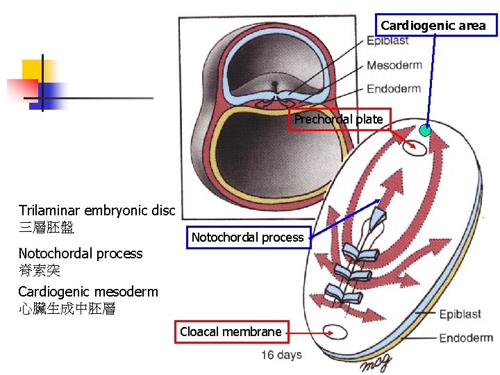 Cardiogenic area Prechordal plate Trilaminar embryonic disc 三層胚盤 Notochordal process 脊索突 Cardiogenic mesoderm 心臟生成中胚層