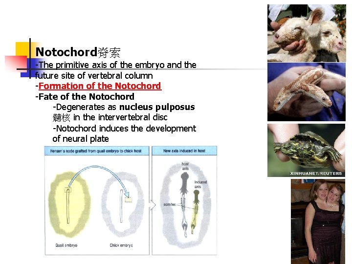 Notochord脊索 -The primitive axis of the embryo and the future site of vertebral column