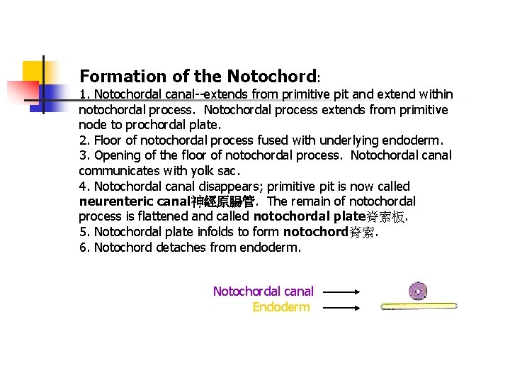 Formation of the Notochord: 1. Notochordal canal--extends from primitive pit and extend within notochordal