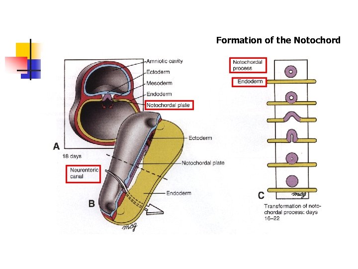 Formation of the Notochord 