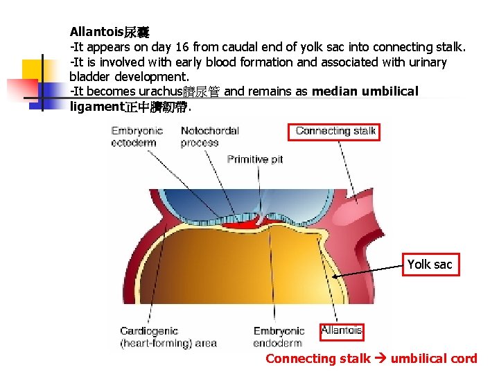 Allantois尿囊 -It appears on day 16 from caudal end of yolk sac into connecting