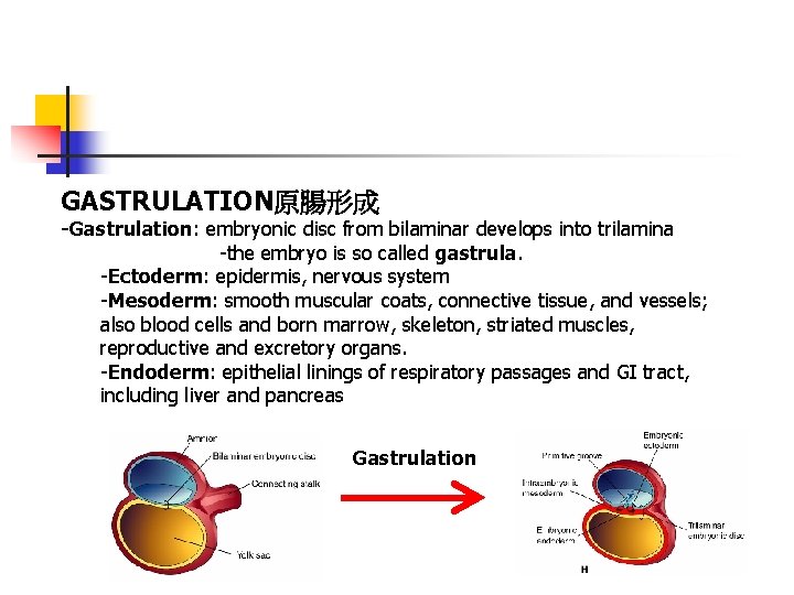 GASTRULATION原腸形成 -Gastrulation: embryonic disc from bilaminar develops into trilamina -the embryo is so called