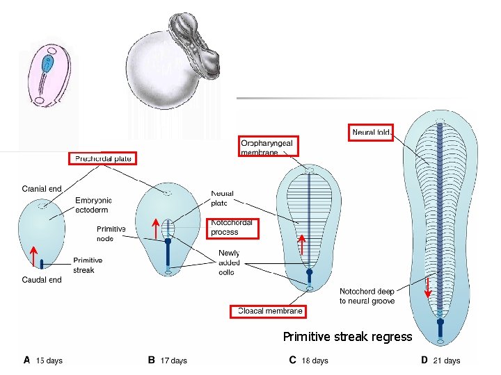 Primitive streak regress 