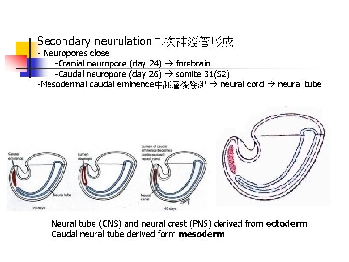 Secondary neurulation二次神經管形成 - Neuropores close: -Cranial neuropore (day 24) forebrain -Caudal neuropore (day 26)