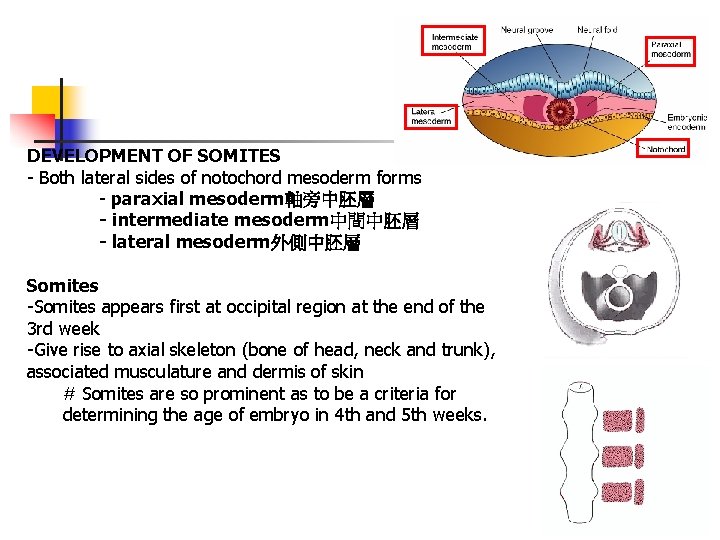 DEVELOPMENT OF SOMITES - Both lateral sides of notochord mesoderm forms - paraxial mesoderm軸旁中胚層