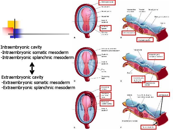 Intraembryonic cavity -Intraembryonic somatic mesoderm -Intraembryonic splanchnic mesoderm Extraembryonic cavity -Extraembryonic somatic mesoderm -Extraembryonic