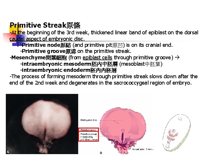 Primitive Streak原條 -At the beginning of the 3 rd week, thickened linear band of