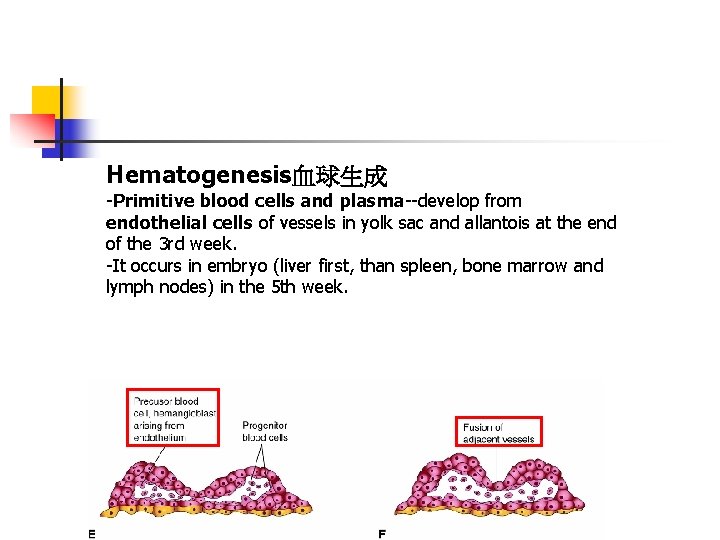 Hematogenesis血球生成 -Primitive blood cells and plasma--develop from endothelial cells of vessels in yolk sac