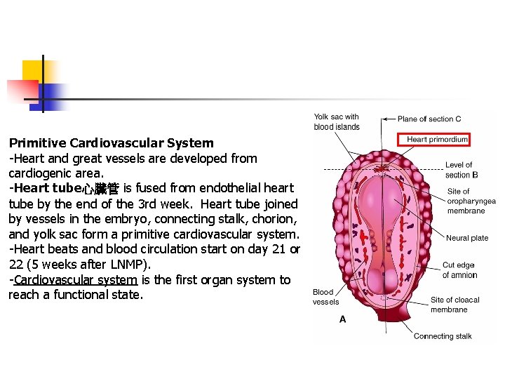 Primitive Cardiovascular System -Heart and great vessels are developed from cardiogenic area. -Heart tube心臟管