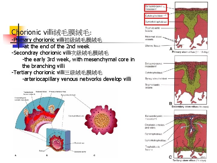 Chorionic villi絨毛膜絨毛: -Primary chorionic villi初級絨毛膜絨毛 -at the end of the 2 nd week -Secondray