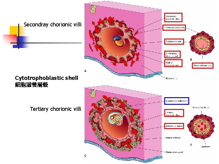 Secondray chorionic villi Cytotrophoblastic shell 細胞滋養層殼 Tertiary chorionic villi 