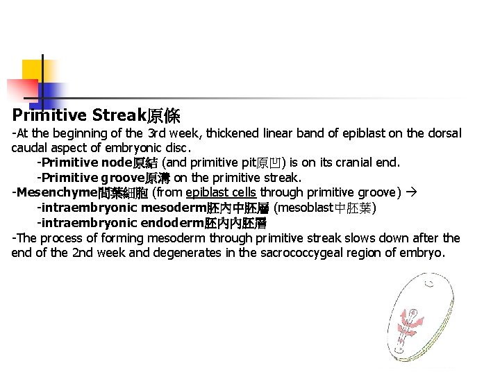 Primitive Streak原條 -At the beginning of the 3 rd week, thickened linear band of