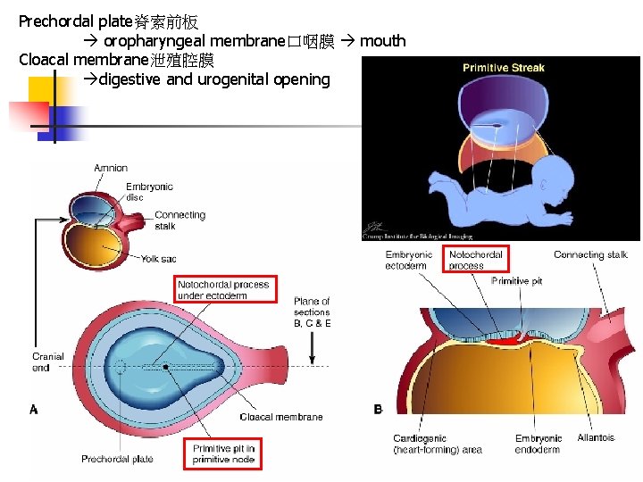 Prechordal plate脊索前板 oropharyngeal membrane口咽膜 mouth Cloacal membrane泄殖腔膜 digestive and urogenital opening 
